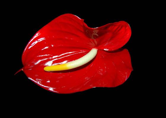 Anthurium