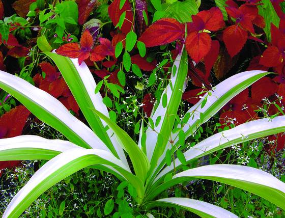 Coleusand_tropicals