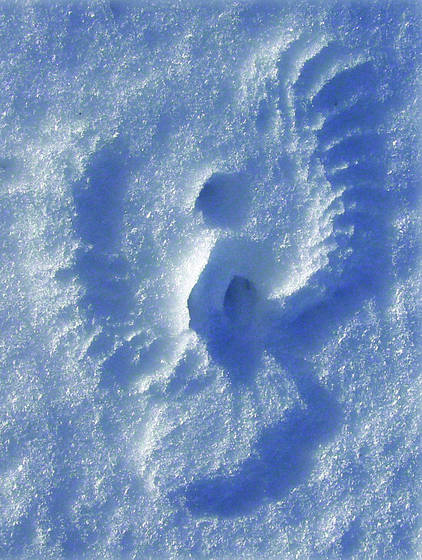 Wings_in_the_snow