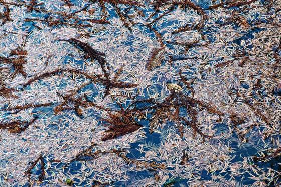 Cypress_leaves_on_pond