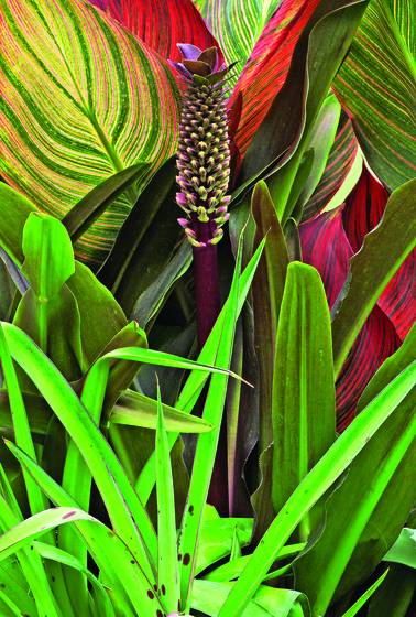 Summer_canna