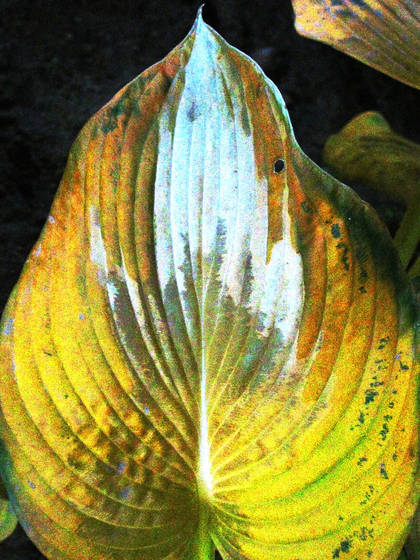 Frostbit_hosta