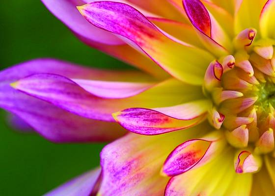 Dahlia