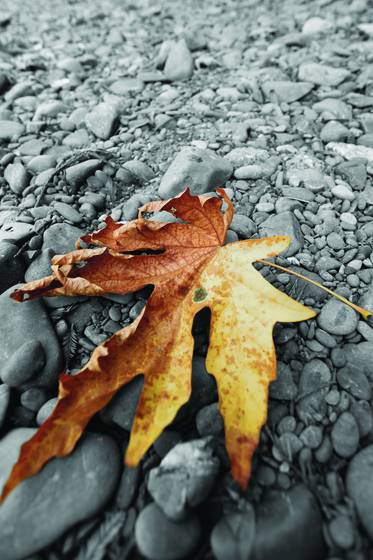 Riverbed_leaf