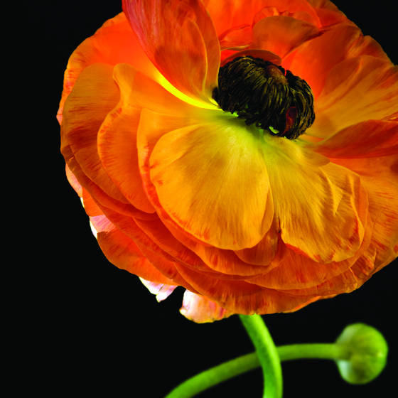 Untitled_1__2009