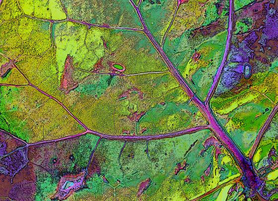 Leaf_abstract