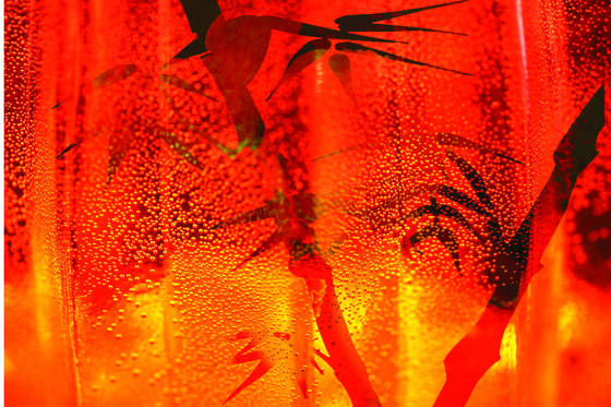 Orange_bamboo