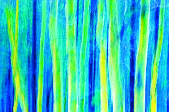 Aspen_trees