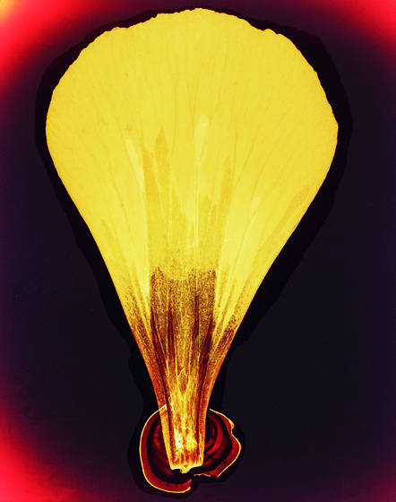 Petal_balloon