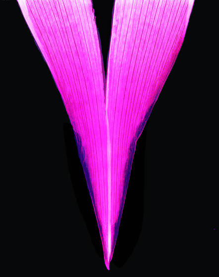 Red_chevron