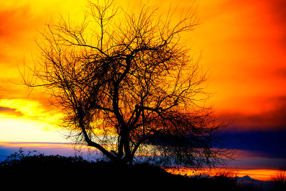 Naked_tree