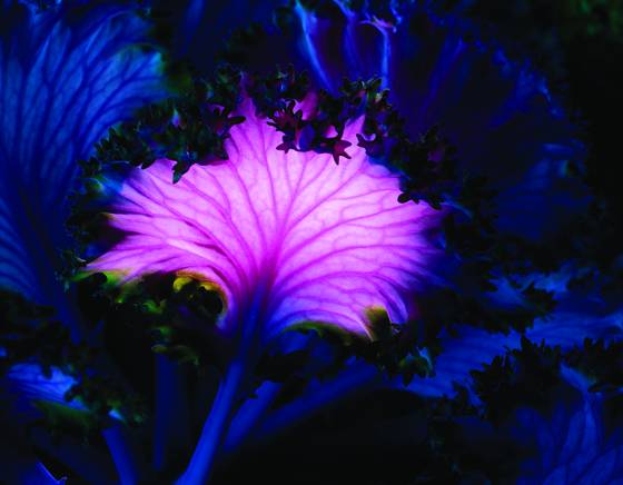 Magenta_cabbage_1