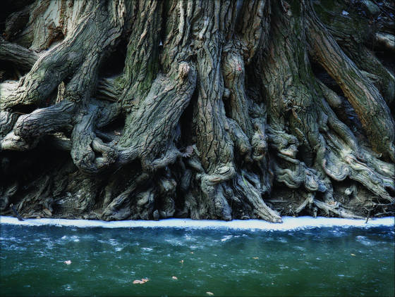 Roots___icy_stream