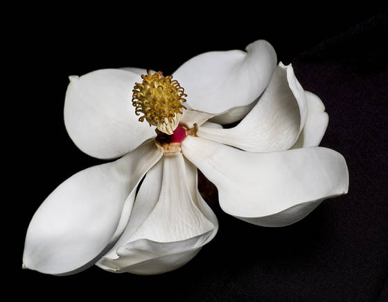Magnolia