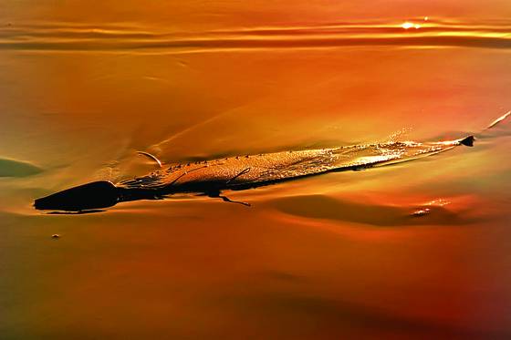 Coastal_gem__50