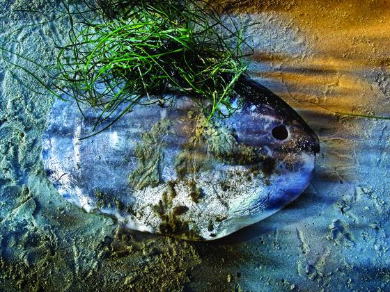 Mola