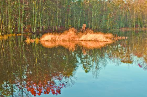 Goldenis_land