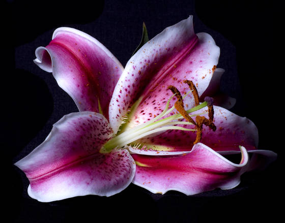 Pinklilly