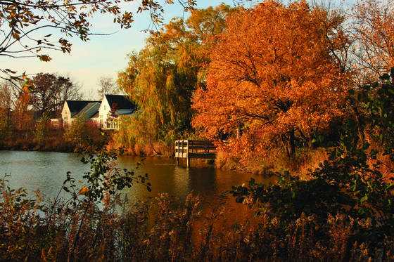 Suburban_wetland