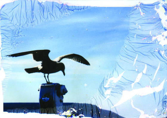 Seagull