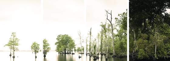 River_trees