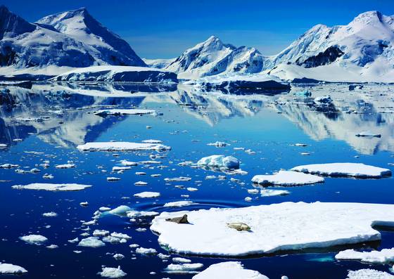 Seals_on_bergs