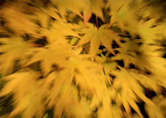 Fall_fantasy
