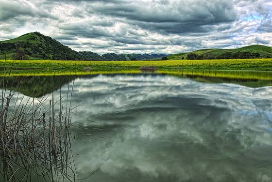 Napa_mustard_lake