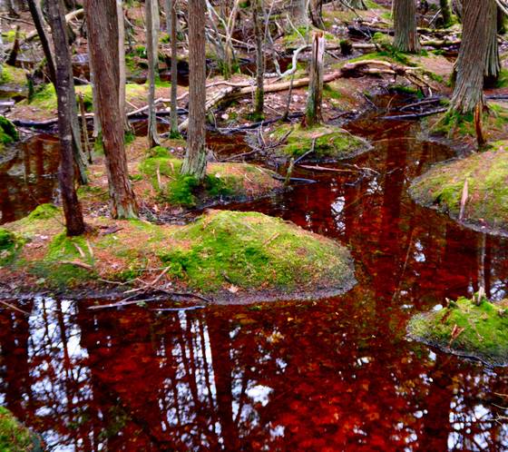 Flax_pond
