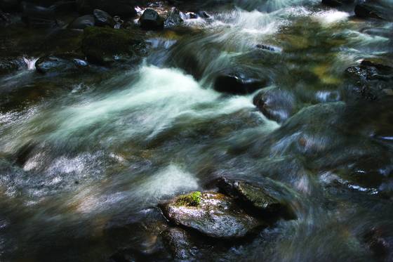 Roan_mountain_stream