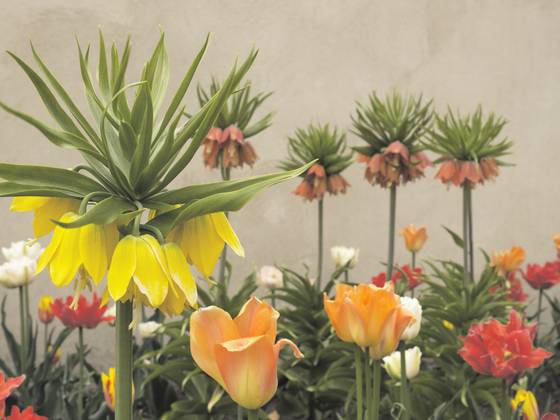 Fritillaria