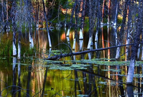 Pond_reflections