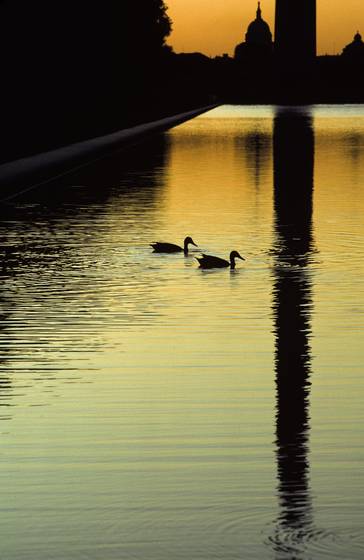 Two_ducks