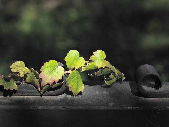 Grape_ivy