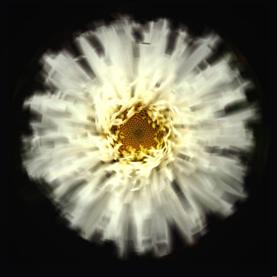 Daisy