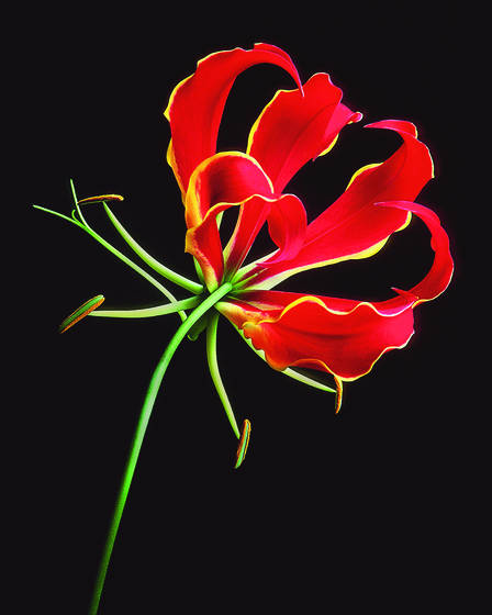 Gloriosa_lily
