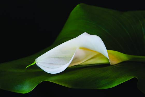 In_repose