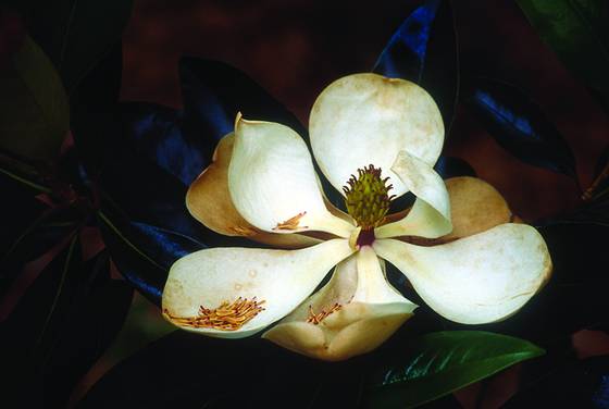 Magnolia