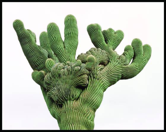 Cristate_saguaro