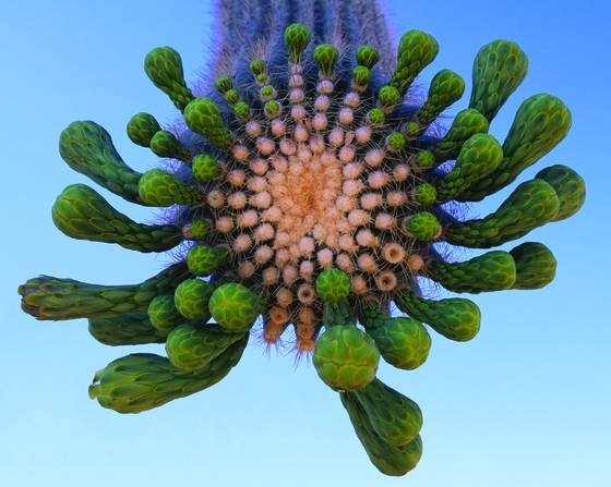 Saguaro_buds
