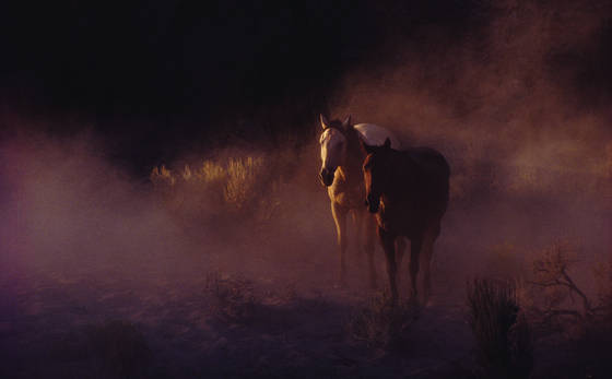 Two_horses