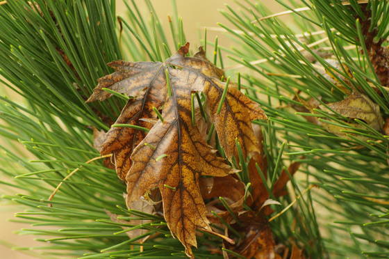 The_fall