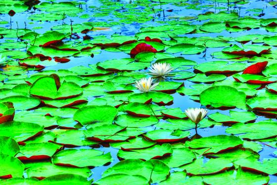 Water_lilies