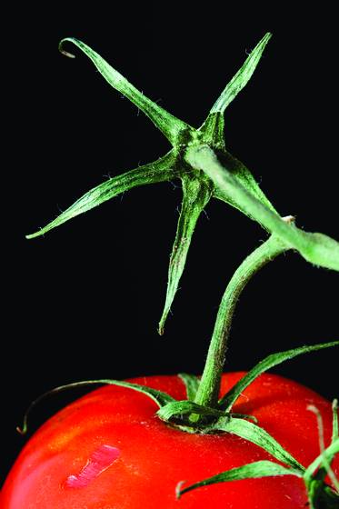 Tomato___vine__26