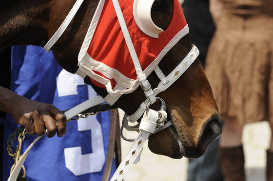 Paddock_walking