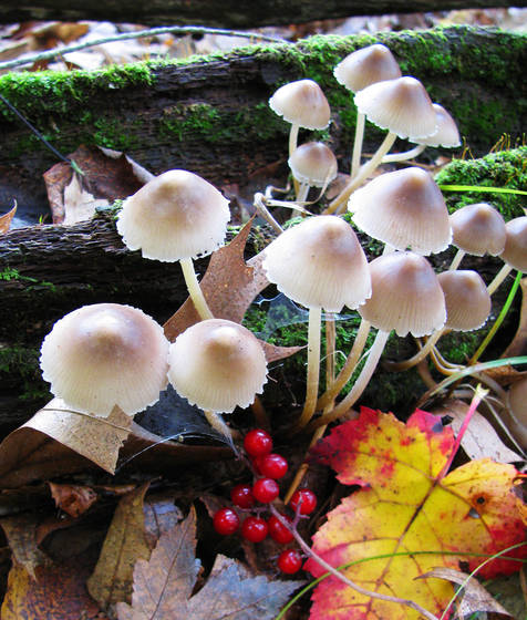 Fungi