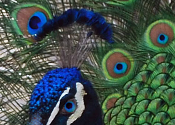 Peacock