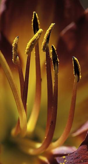 Day_lily