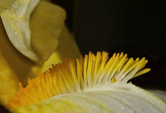Iris_3
