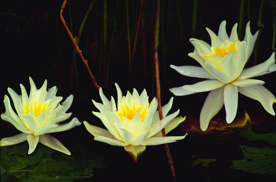 Water_lillies